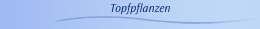 Topfpflanzen